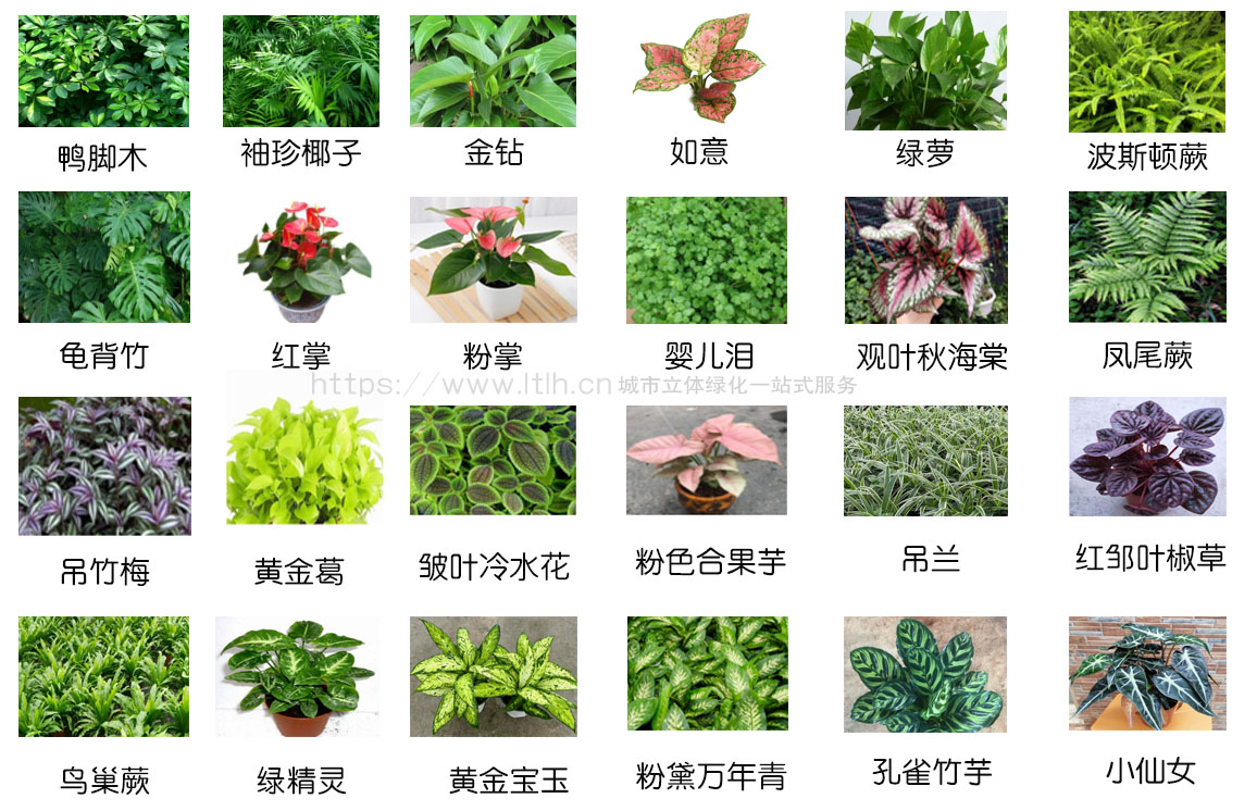 华南地区垂直绿化室内植物推荐