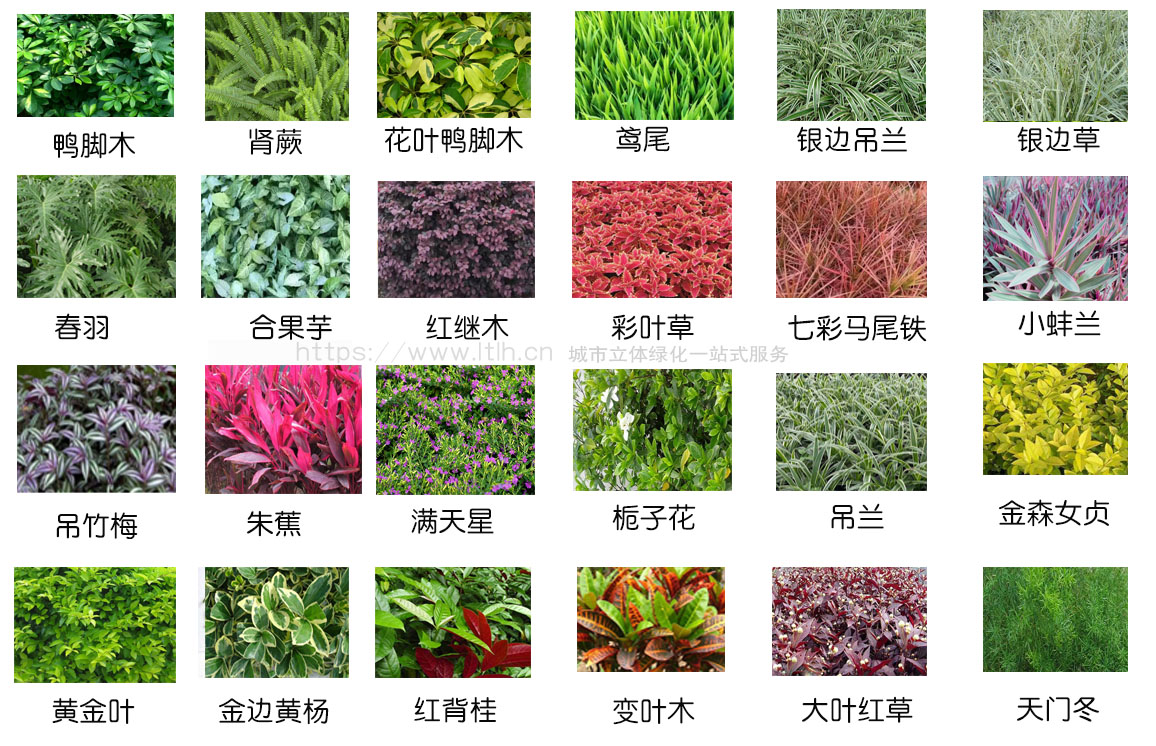 西南地区垂直绿化室外植物推荐