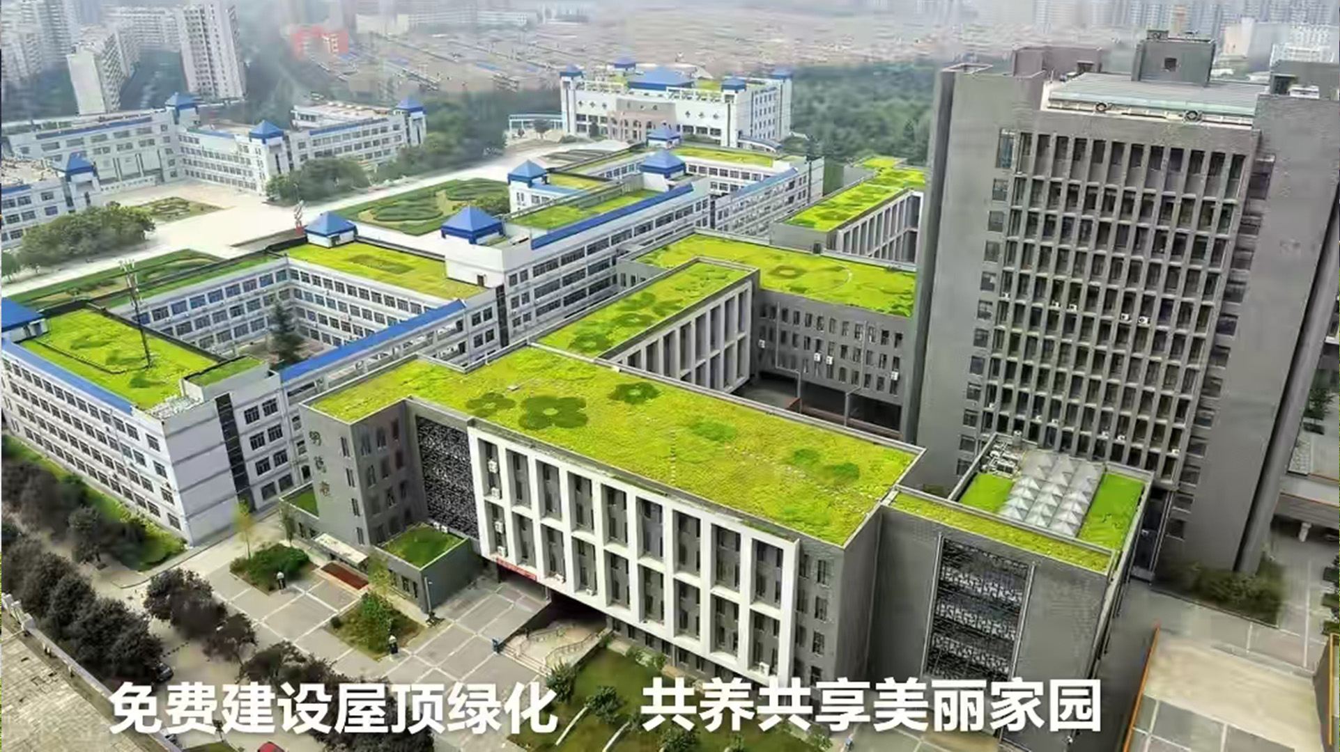 工厂圆叶景天屋顶绿化