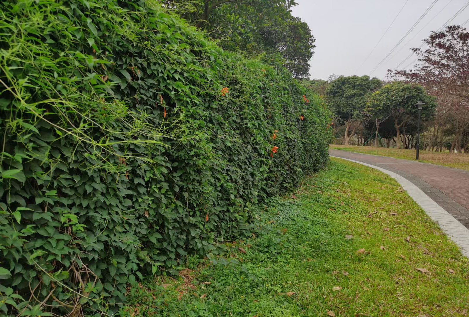 公园爬藤炮仗花垂直绿化植物墙