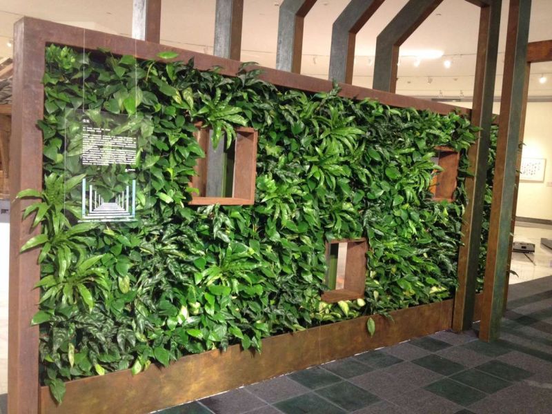 深圳健身会所植物墙