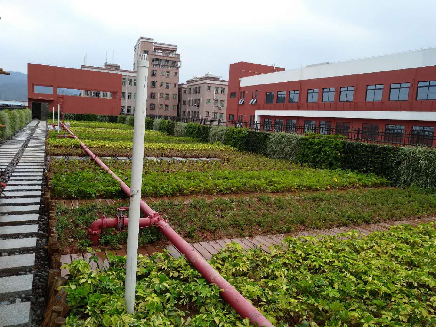 深圳塘头小学垂直绿化植物墙